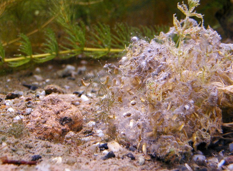 I Terracquari del Centro di Entomologia - Piombino (LI)